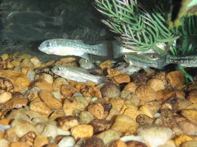 Comanche Springs pupfish